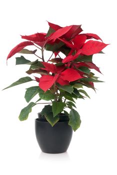 Red poinsettia, Christmas plant isolate on white background.