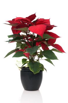 Red poinsettia, Christmas plant isolate on white background.
