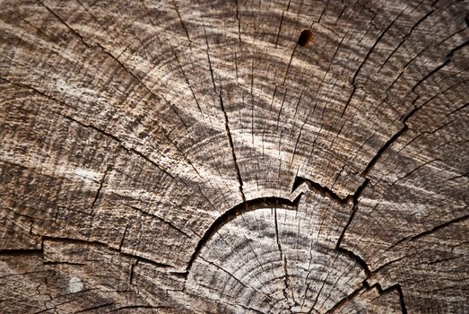 Old pine tree cut texture.