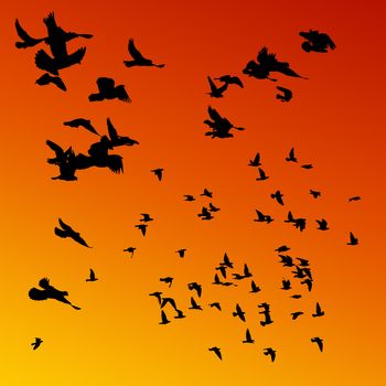 Pigeons flying at sunset.