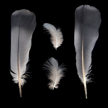 Pigeon feathers isolated on black background.