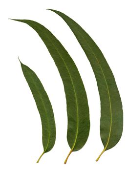Green eucalyptus leaves isolated on white background.
