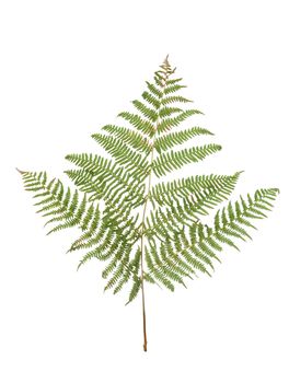Fern leaf isolated on white background.