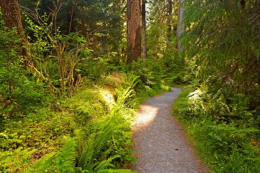 Trail in Hoh Rain Forest, Olympic National Park, Washington, USA