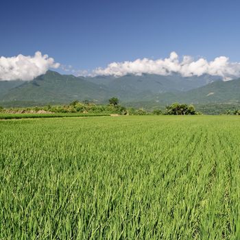 Agriculture scenic of green paddy field under white clouds and blue sky.