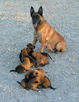 portrait of a purebred belgian sheepdog malinois