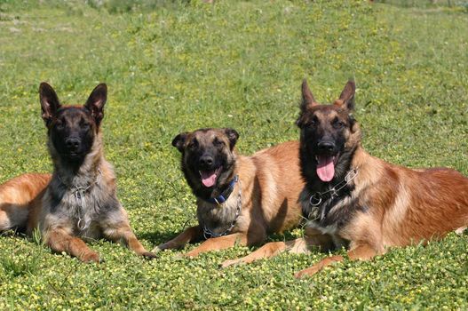 portrait of a purebred belgian sheepdog malinois