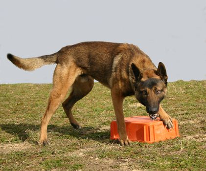 portrait of a purebred belgian sheepdog malinois