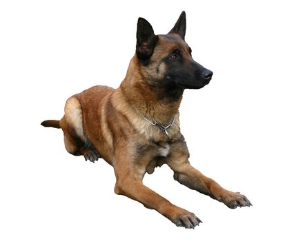 portrait of a purebred belgian sheepdog malinois