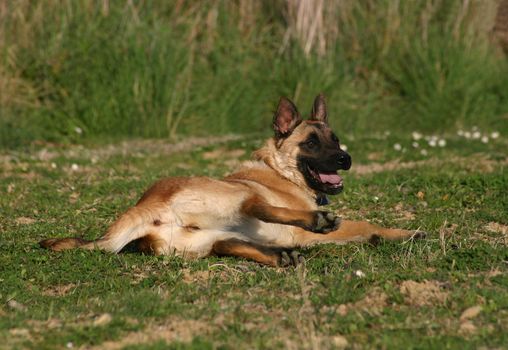 portrait of a purebred belgian sheepdog malinois