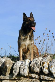 portrait of a purebred belgian sheepdog malinois