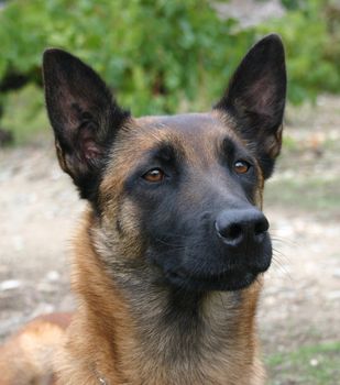 portrait of a purebred belgian sheepdog malinois