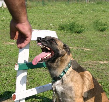 portrait of a purebred belgian sheepdog malinois