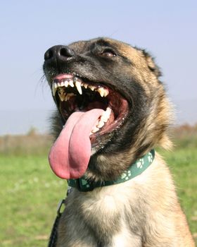 portrait of a purebred belgian sheepdog malinois