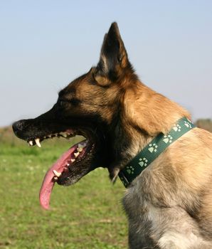 portrait of a purebred belgian sheepdog malinois