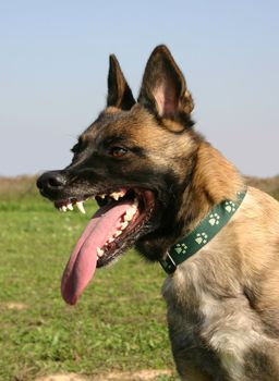 portrait of a purebred belgian sheepdog malinois