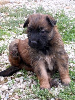 portrait of a purebred belgian sheepdog malinois