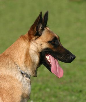 portrait of a purebred belgian sheepdog malinois