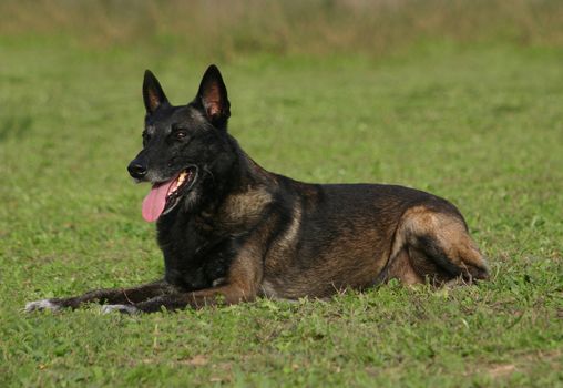 portrait of a purebred belgian sheepdog malinois