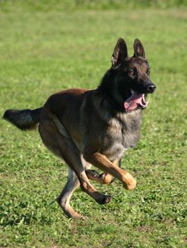 portrait of a purebred belgian sheepdog malinois