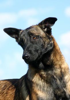 portrait of a purebred belgian sheepdog malinois