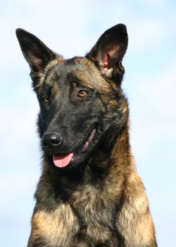 portrait of a purebred belgian sheepdog malinois