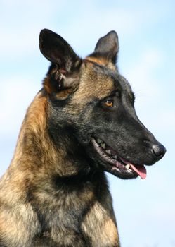 portrait of a purebred belgian sheepdog malinois