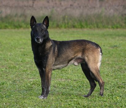 portrait of a purebred belgian sheepdog malinois