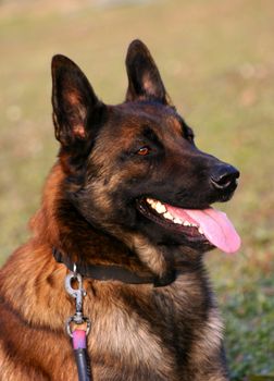 portrait of a purebred belgian sheepdog malinois