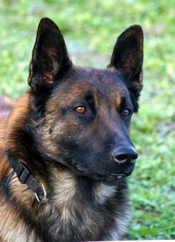 portrait of a purebred belgian sheepdog malinois