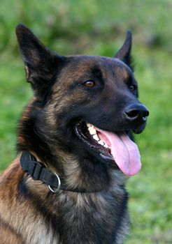 portrait of a purebred belgian sheepdog malinois