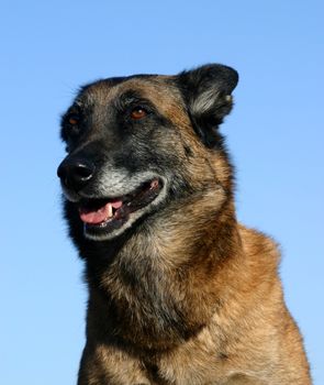 portrait of a purebred belgian sheepdog malinois