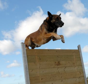 portrait of a purebred belgian sheepdog malinois