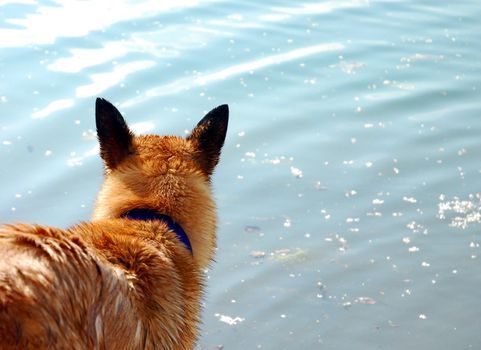 portrait of a purebred belgian sheepdog malinois