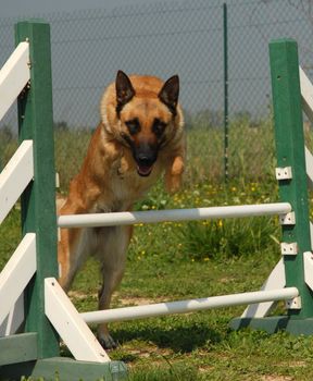 portrait of a purebred belgian sheepdog malinois jumping