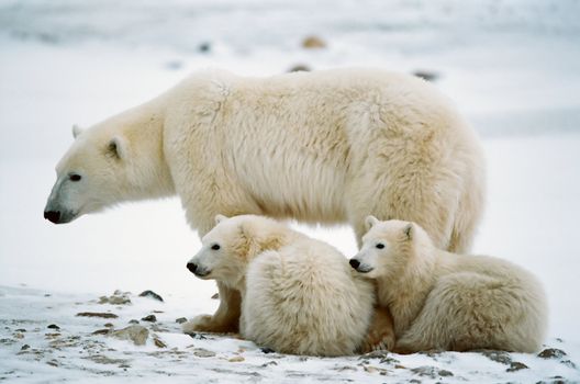 Polar she-bear with cubs. The polar she-bear  with two kids on snow-covered coast.