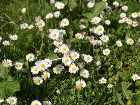 Detail of daisy flower or bellis perennis