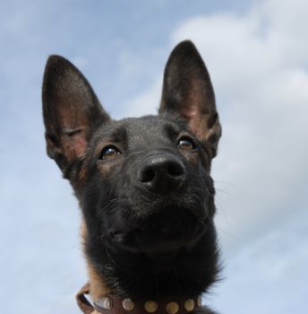 portrait of a purebred belgian sheepdog malinois