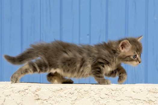 young kitten walking in front of a blue background