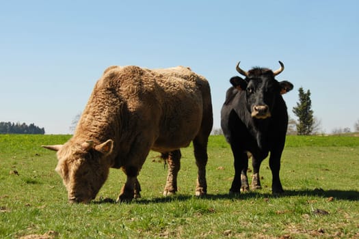 brown bull and black cow in a field