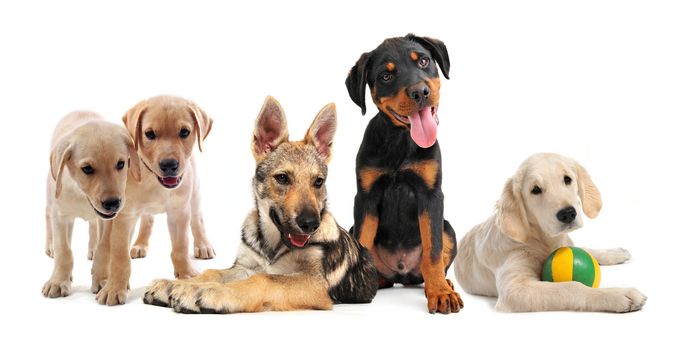 group of purebred puppies in front of a white background