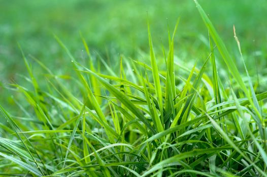 Drops of dew on the fresh dense grass