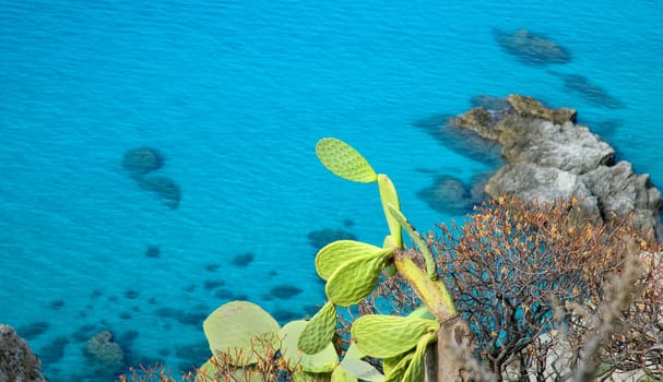 A cactus against blue sea with rocks. Copy space.