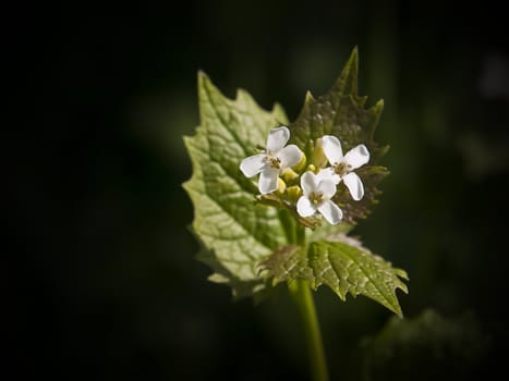 The lovely delicate Garlic Mustard flower