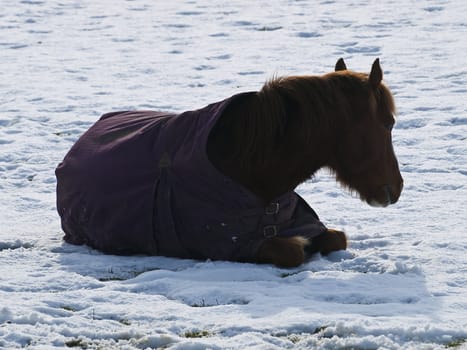 Left out in the cold of winter this poor horse doesn't look too happy