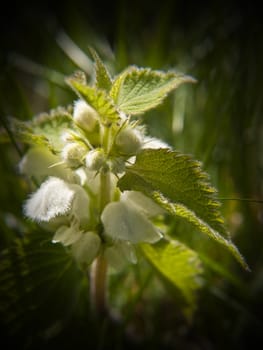 It might sting if touched but the white dead nettle is a beautiful wild flower none the less