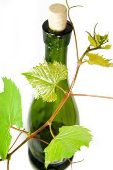 wine bottle with young grape vine branch isolated on white