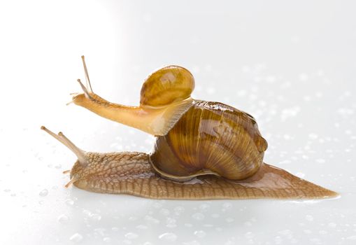 Two snail isolated on white. Clipping path
