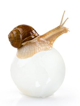 Snail on the glass ball isolated. Clipping path