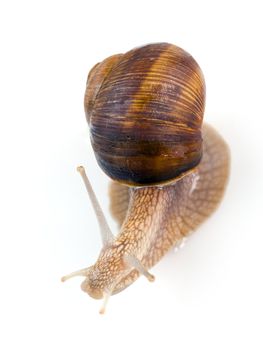 Garden snail isolated on white. Clipping path